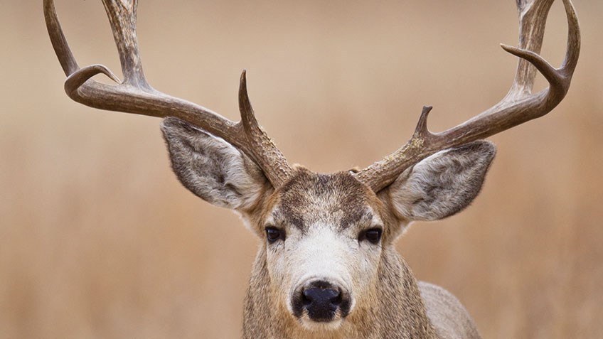 How and When to Call Mule Deer